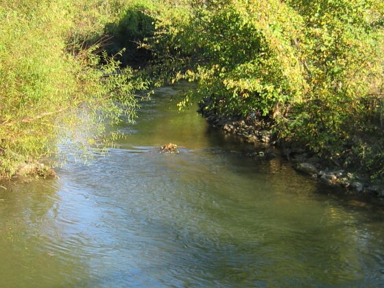 Little Conestoga Creek Photo
